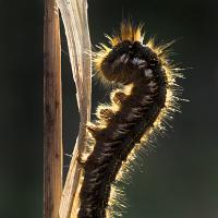 Drinker Moth caterpillar OLYMPUS DIGITAL CAMERA